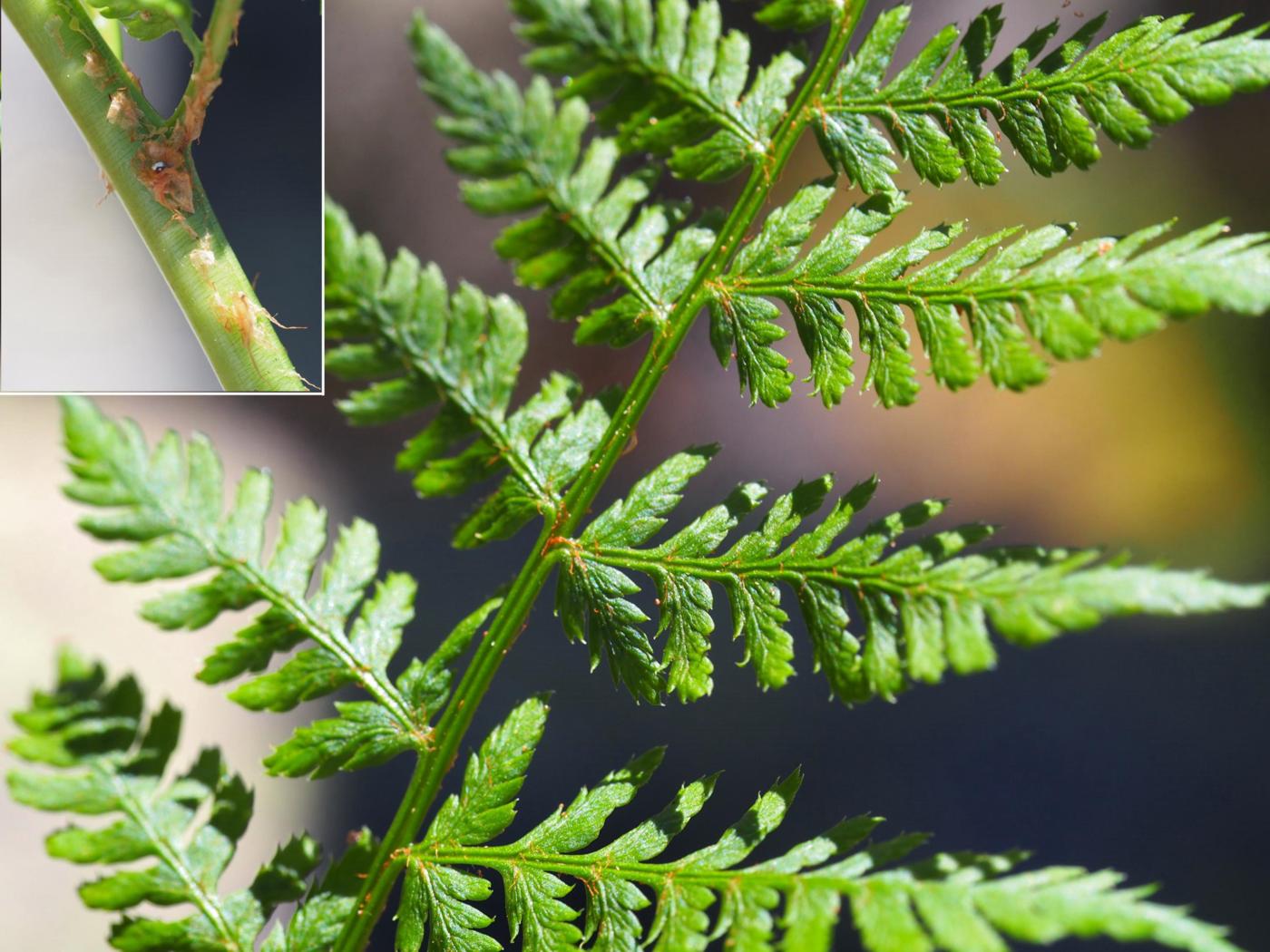 Fern, Northern Buckler leaf